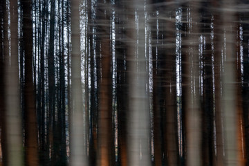 speed blur of timber plantation or forest