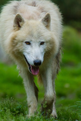 Polarwolf oder Wei&szlig;wolf (Canis lupus arctos)