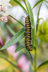 Butterfly chrysalis in New Zealand