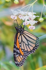 Naklejka premium Butterfly and white flower in New Zealand