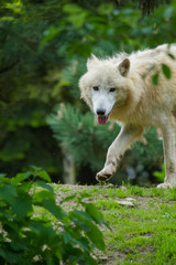 Obraz premium Polarwolf oder Weißwolf (Canis lupus arctos)