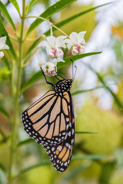 Butterfly and white flower in New Zealand