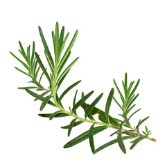 Fototapeta premium Gałązka rozmarynu i liście na białym tle na białym tle ze ścieżką przycinającą, zbliżenie, kolekcja