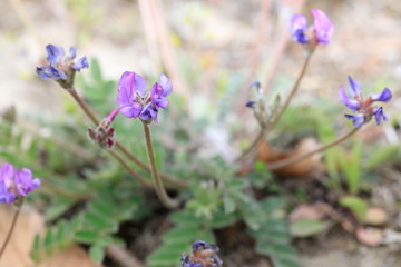 보라색 꽃이 보이는 아름다운 풍경