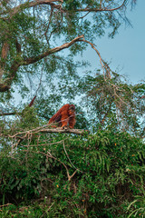 Travel Photography Asia - Freedom Wild Orangutans - Indonesia Series © Carola