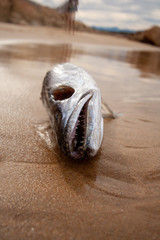 dead fish lying on the beach