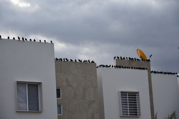 Vogelschwarm auf Haus, Mexiko, Hochland Finka Vögel 