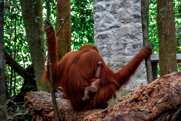 Travel Photography Asia - Freedom Wild Orangutans - Indonesia Series