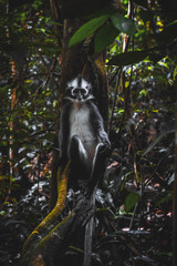 Travel Photography Asia - Freedom Wild Orangutans - Indonesia Series