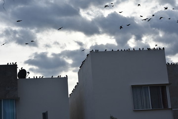 Vogelschwarm auf Haus, Mexiko, Hochland Finka Vögel 