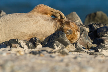 Kegelrobbe (Halichoerus grypus) auf Helgoland, Deutschland