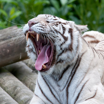 Close-up Of A Yawning White Tiger