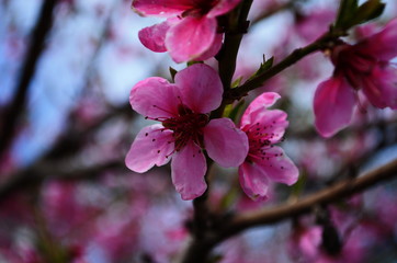 close up of peach flowers over blue sky