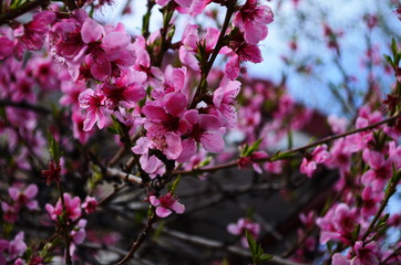 close up of peach flowers over blue sky