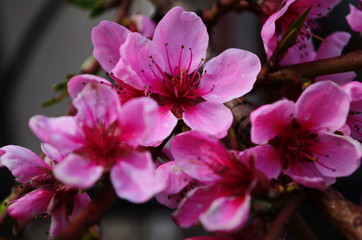 close up of peach flowers over blue sky