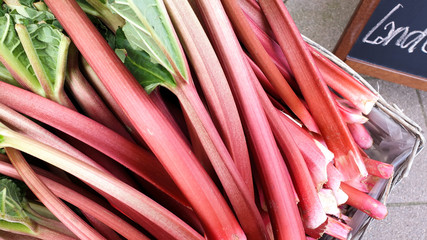 Frischer Rhabarber in Korb auf Markt im April Fr&uuml;hling 