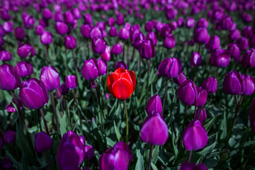 Tulips festival