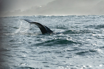 Naklejka premium humpback whale flukes or tail
