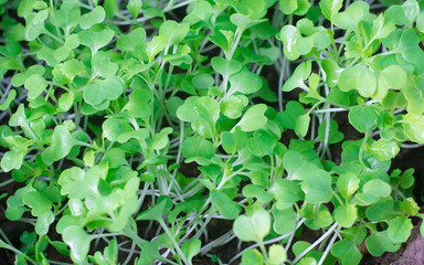 Green leafy vegetables are sprouting