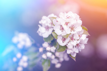 Branch of a blossoming pear tree. Spring nature background
