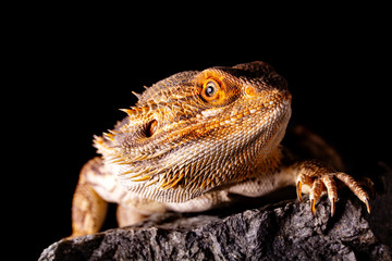 Pogona Vitticeps - bearded dragon - macro