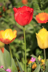 Fototapeta premium チューリップ畑 (赤+黄色)