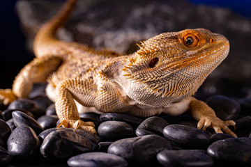 Pogona Vitticeps - bearded dragon - macro