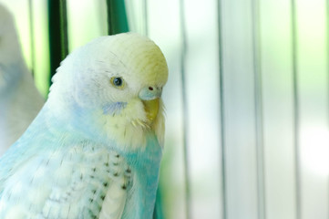 Budgie sitting on the wooden stick in cage. beautiful parrot lovebird
