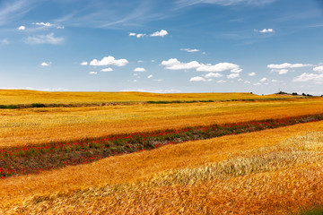Obraz premium Getreidefelder in der Wüste Bardenas Reales, Navarra