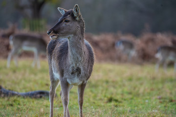 Deers wildlife in London