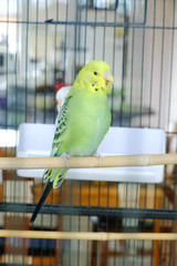 Obraz premium Budgie sitting on the wooden stick in cage. beautiful parrot lovebird 