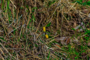 Two dandelions in the grass on a spring day on the Bank of the city river