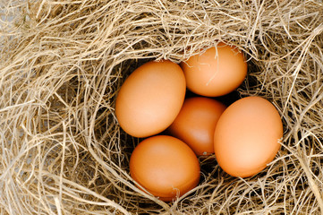 nest with raw chicken eggs on wooden background
