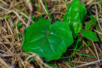 Young leaves of a plant called mother and stepmother grow in the spring in the Park