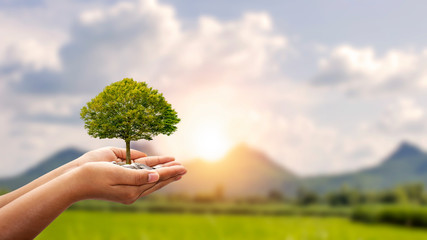 Trees are planted on coins in human hands with blurred natural backgrounds, plant growth ideas and environmentally friendly investments.