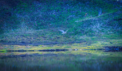 A bird called a gull flies over the city river in spring in April