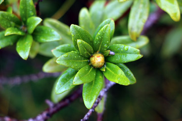 View of beautiful mountain vegetation on a rainy autumn morning. Selective focus.