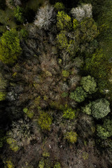 forest panoramic