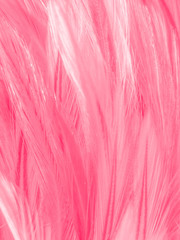 Beautiful abstract white and pink feathers on white background and soft white feather texture on pink  pattern and pink background, feather background, pink banners
