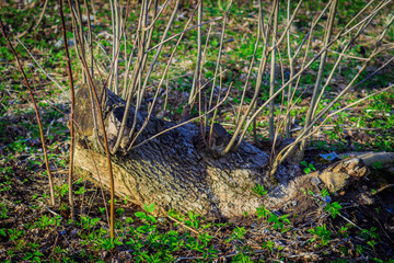 In the center is an image of a part of a tree, the sun shines on it. It lies on the ground and grass