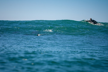 shark or dolphin behind a surfer