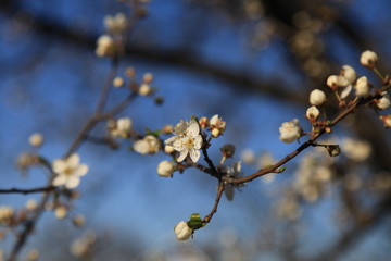 branch of a tree