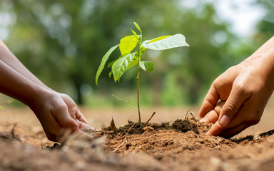 The hands of a little boy are helping adults grow small trees in the garden. The idea of planting...
