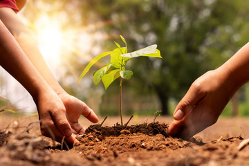 The hands of a little boy are helping adults grow small trees in the garden. The idea of planting...