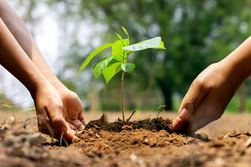 The hands of a little boy are helping adults grow small trees in the garden. The idea of planting...