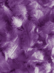 Obraz premium Beautiful abstract white and purple feathers on white background and soft white feather texture on white pattern and purple background, feather pink background , purple banners
