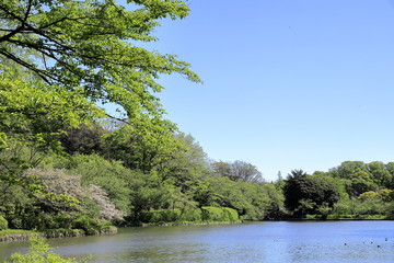 三ツ池公園 (横浜)