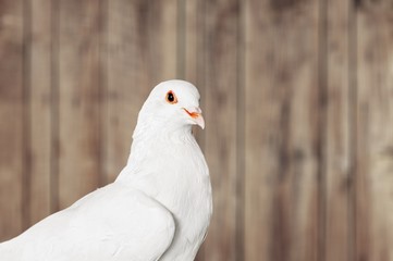 Animal.