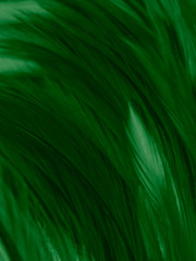 Beautiful abstract white and green feathers on white background and soft white feather texture on white pattern and green background, feather background , green banners