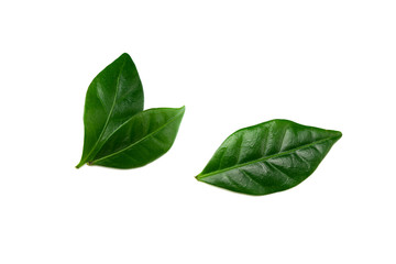 coffee leaves isolated on a white background
